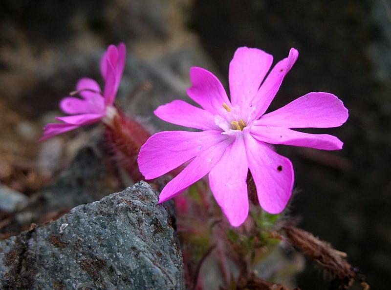 Silene dioica / Silene dioica